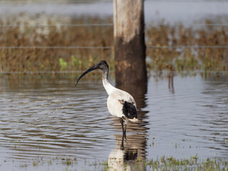 Australian White Ibis (Threskiornis molucca) feeding on flooded pastures at Maitland NSW Australia