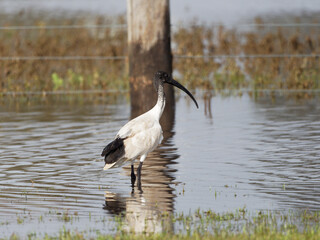 Australian White Ibis (Threskiornis molucca) feeding on flooded pastures at Maitland NSW Australia
