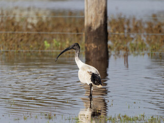 Australian White Ibis (Threskiornis molucca) feeding on flooded pastures at Maitland NSW Australia
