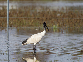 Australian White Ibis (Threskiornis molucca) feeding on flooded pastures at Maitland NSW Australia