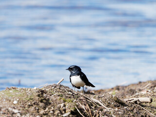 Willie Wagtail (Rhipidura leucophrys) foraging for food with gravel and twig foreground  and out of...