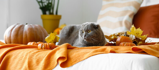 Cute cat, autumn leaves and pumpkins on bed. Thanksgiving day celebration