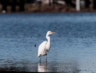 Intermediate Egret (Ardea intermedia) on flood waters at Maitland NSW Australia