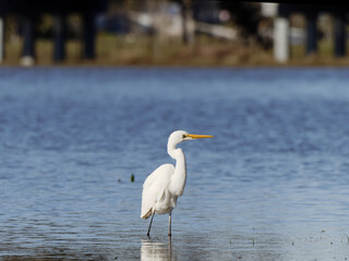 Intermediate Egret (Ardea intermedia) on flood waters at Maitland NSW Australia