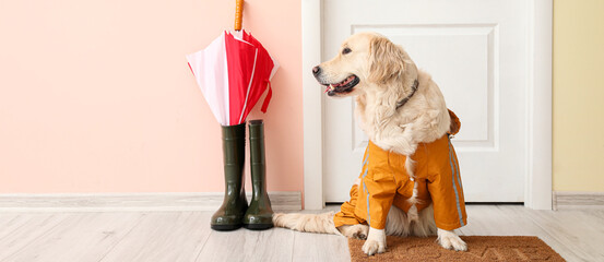 Funny dog in autumn clothes waiting for owner in hallway. Banner for design