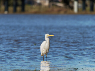 Intermediate Egret (Ardea intermedia) on flood waters at Maitland NSW Australia