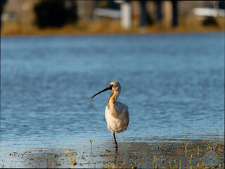 Royal Spoonbill (Platalea regia) feeding over flooded pastures at Maitland NSW Australia