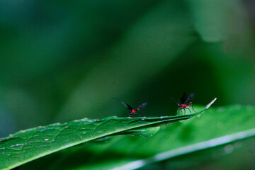 mosquitos