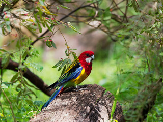 Eastern Rosella (Platycercus eximius) in natural bushland at  Heatherbrae NSW Australia