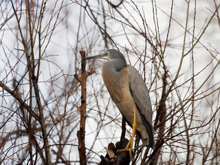 White Faced Heron (Egretta novaehollandiae) perched in a tree enjoying the early morning sun at Maitland NSW Australia