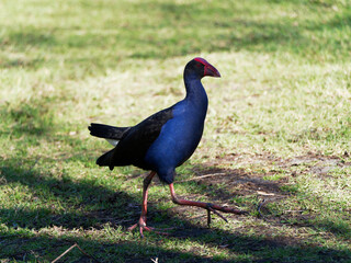 Australasian or Purple Swamphen (Porphyrio porphyrio) on the grass at Morpeth NSW Australia