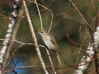 Yellow-faced honeyeater (Lichenostomus chrysops) perched in a tree at Morpeth NSW Australia with brown bokeh background