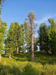 Cedars in coniferous wild forests. Wildlife. Taiga in the Ergaki Nature Park.