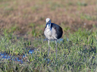White Necked or Pacific Heron (Ardea Pacifica) searching for earth worms on flooded pasture at Maitland NSW Australia