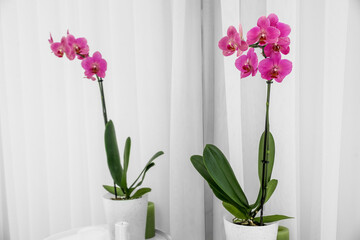 Beautiful orchid flower near mirror