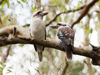 Laughing Kookaburras (Dacelo novaeguineae) perched in a Gum Tree 