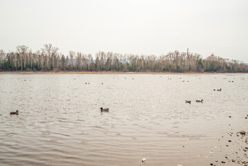 a flock of wild ducks on the river in autumn