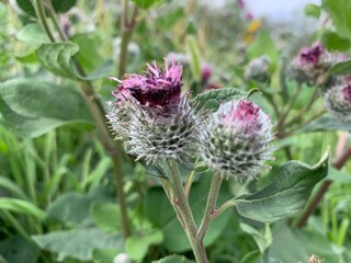 thistle in bloom