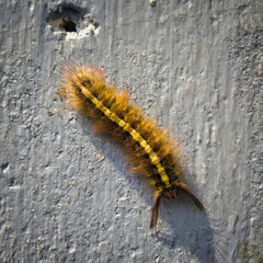caterpillar on a leaf