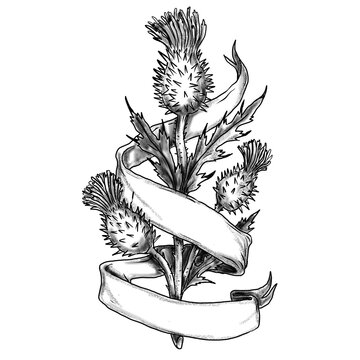 Scottish Thistle With Ribbon Sketch