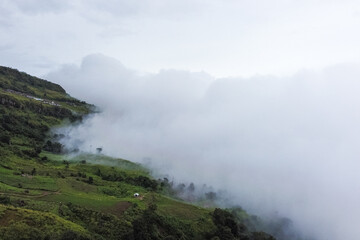 Top view various layers of trees and plants on a mountain side in the midst of fog.The fertile forest was shrouded in mist.