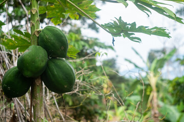 organic papaya plant, with unripe fruits hanging from its stem