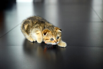 tabby cat crawling In ambush, Scottish Fold kitten in crouching position and ready to attack, cute...