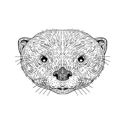 Asian Small-Clawed Otter Head Drawing