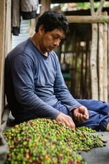 Latino man working on separating green coffee cherries from ripe ones