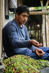 Latino man working on separating green coffee cherries from ripe ones