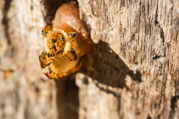 nest of Tetragonisca angustula or yatei bee, in a dead tree trunk