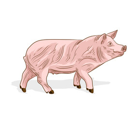 cartoon pig isolated in white