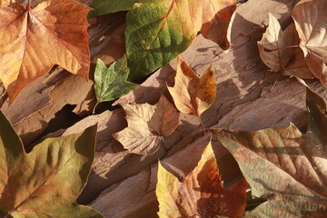 PATTERN OF LEAF LITTER AND DRY BARK ON THE GROUND