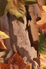TEXTURE OF DRIED TREE LEAVES AND BARK IN AUTUMN