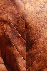BACKGROUND DETAIL OF AN AUTUMN LEAF