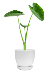 Green plants in white elephant ear pots isolated on transparent background