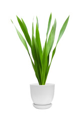 An ornamental plant in a white pot, Sun Xavieria has long green leaves. Isolated on a transparent background, leaves