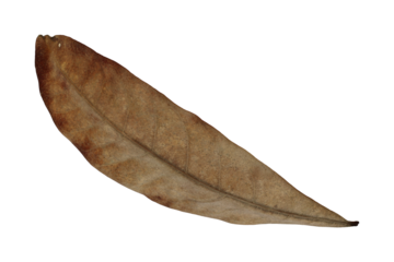 Dry leaves isolated on transparent background. Tropical dry leaves, dry leaves