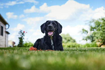 A young handsome labrador retriever on a country property lies on the lawn after a game. Front view.