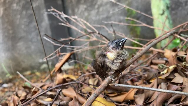 small sparrow bird perched on branch on pile of dry leaves with tilt angle camera