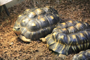 数匹の「ホウシャガメ」