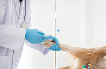 Hands of veterinarian taking blood collection from golden retriever in vet clinic - obrazy, fototapety, plakaty