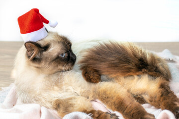 siamese Thai beautiful pretty cat kitty sits lies on floor with mini small red santa cap on head.angry proud upset kitty on wool scarf laminate wooden floor room interior.christmas holiday new year 