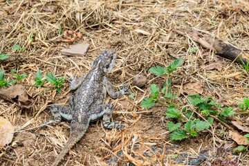 Female mwanza flat-headed rock agama (Agama mwanzae) or the Spider-Man agama on ground in Serengeti  National Park, Tanzania