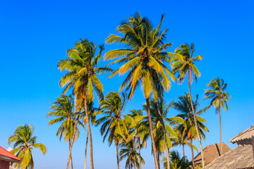Coconut palm trees (Cocos nucifera) with ripening coconuts against blue sky on the tropical beach of the Indian ocean on Zanzibar, Tanzania