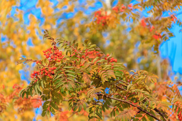 Red rowan berries on the rowan tree branches at autumn