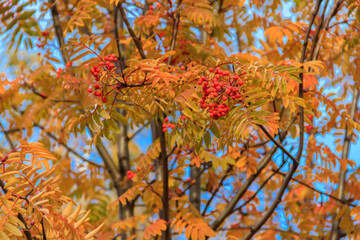 Red rowan berries on the rowan tree branches at autumn