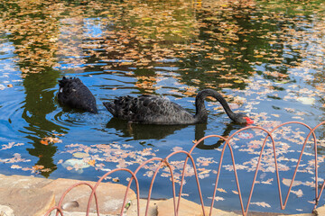Pair of black swan (Cygnus atratus) swimming in the autumn pond with fallen leaves