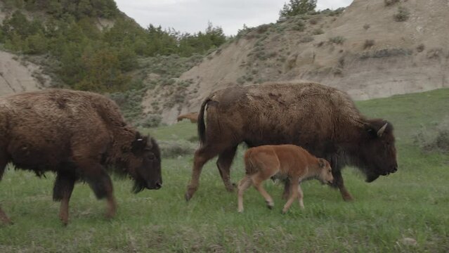 Baby Calf Bison stays by mother as herd walks by