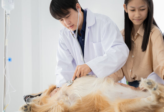 Asian Male Veterinarian Examining A Gloden Retriever At Vet Clinic